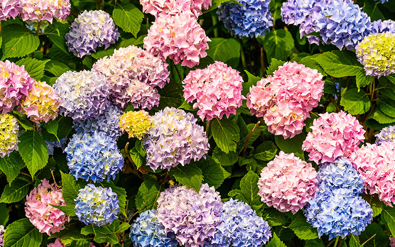 Coroa de Flores Floricultura Velório Morumbi