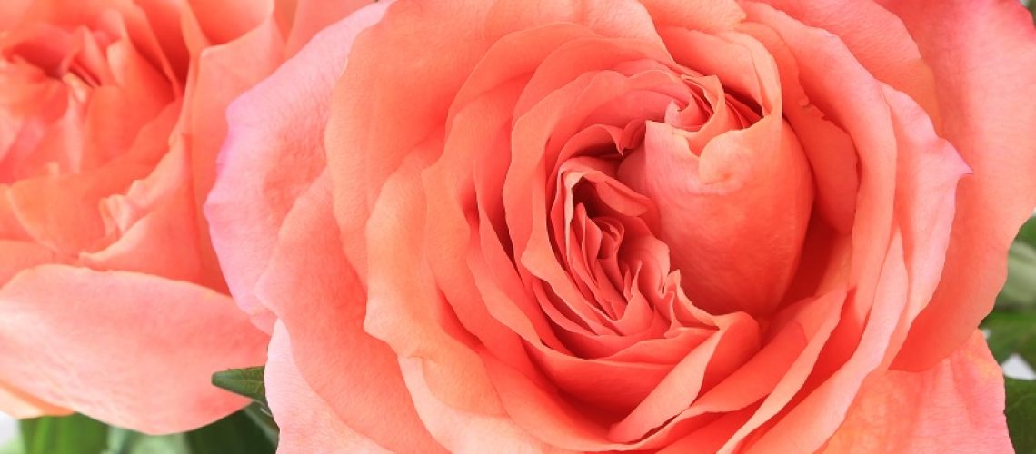 Coroa-de-Flores-Preços-Acessíveis