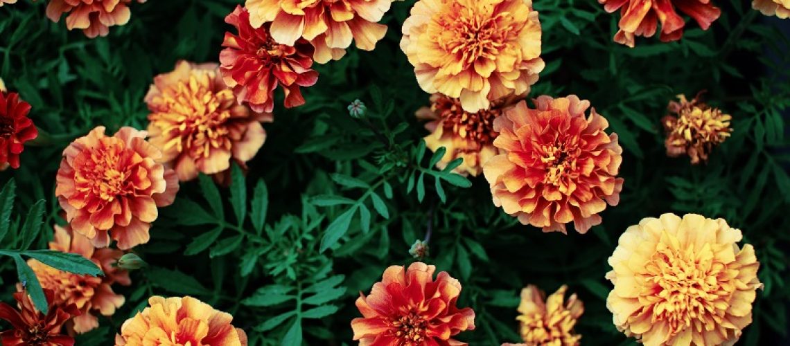 Coroa-de-Flores-Melhores-Preços