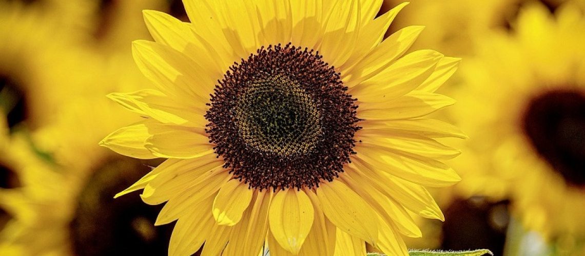Coroa-de-Flores-para-Velório-Preço-Baixo