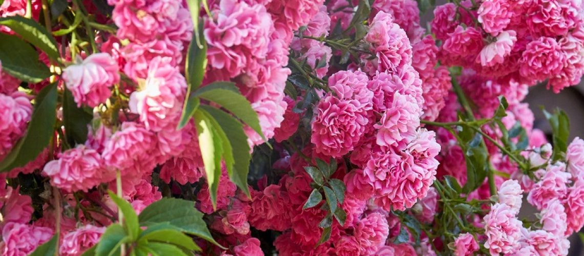 Coroa-de-Flores-o-Melhor-Preço-São-Paulo